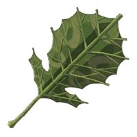 Korok Leaf .